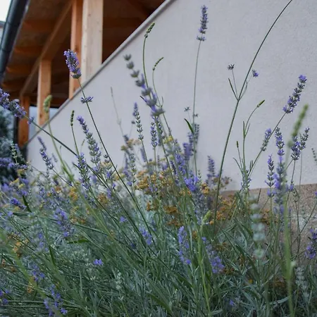 Dina 1 شقة بوسيدارجي