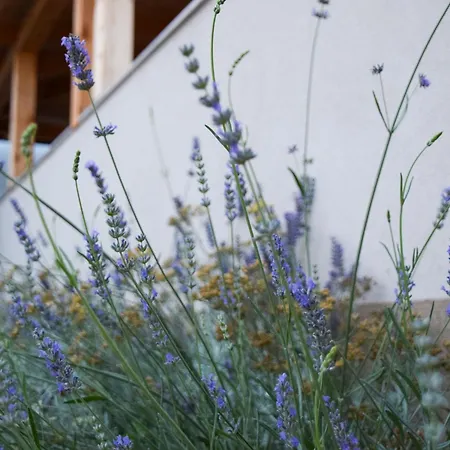 Dina 1 פוסדריה